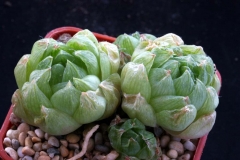 Haworthia cymbiformis SPT318(=JRB539) Ham