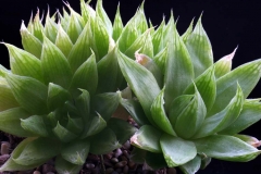 Haworthia cymbiformis SPT525 ex Peter Bent Ham