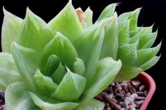 Haworthia cymbiformis SPT564 =JRB1316 ex Peter Bent Ham