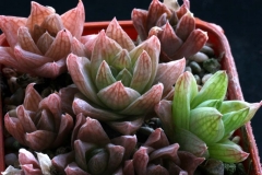 Haworthia cymbiformis SPT808(=JRB3001) ex Peter Bent Ham