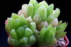 Haworthia cymbiformis SPT86(=JRB590) Ham