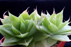 Haworthia cymbiformis SPT930(JRB1375) Acquired in 2002 Ham