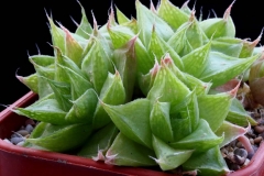 Haworthia cymbiformis [Stutterheim] Ham2303 ex T.Giuseppe in 1999