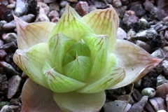 Haworthia cymbiformis VA5171 Ham