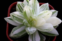 Haworthia cymbiformis 'Yu-Hung Luk' ISI 94-28 (Hummel selection; HBG 39551, origin unknown)