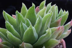 Haworthia cymbiformis (alta) Ham1491 ex Joyce Cocozza in 1997