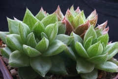 Haworthia cymbiformis (blue form) Ham1285 Acquired in 1997