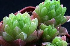 Haworthia cymbiformis v.incurvula [SE Roff's Rock] Ham