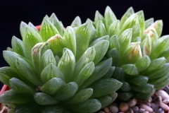 Haworthia cymbiformis v.incurvula SPT759 ex Peter Bent Ham