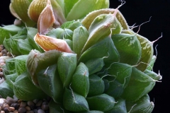 Haworthia cymbiformis v.obtusa ISI 1856 [along the Xobo River, 16 miles E of Idutywa, Transkei]] Ham