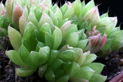 Haworthia cymbiformis v.obtusa ex Whitestone Gardens in 1996 Ham