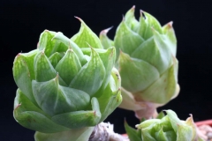 Haworthia cymbiformis v.ramosa SPT255 Ham