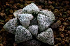 Haworthia emelyae (Black form) Ham637