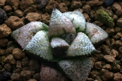 Haworthia emelyae (Japanese Clone) Ham2116