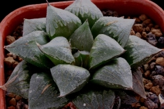 Haworthia emelyae 'Silver Fossil' Ham183