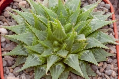 Haworthia emelyae multifolia BH0125