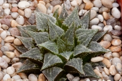 Haworthia emelyae v. major BH0261 PE0504; Garcias Pass