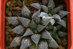 Haworthia emelyae v.major Ham852