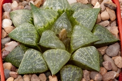 Haworthia emelyae var. comptoniana BH