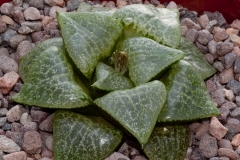 Haworthia emelyae var. comptoniana BH0341 YO 623