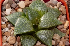 Haworthia emelyae var. comptoniana BH0403 Willowmore