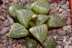 Haworthia emelyae var. comptoniana BH0665 ex Marlon Machado (leaf propagation)