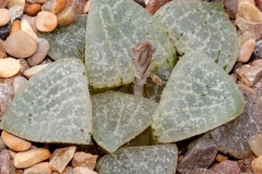 Haworthia emelyae var. comptoniana cv Blue Haze BH0568