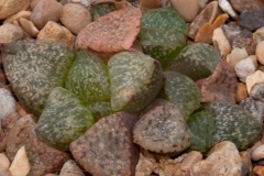 Haworthia emelyae var. emelyae BH