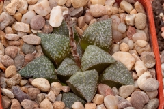 Haworthia emelyae var. emelyae BH0236 S. Oudtshoorn George