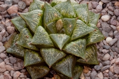 Haworthia emelyae var. emelyae BH0479