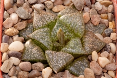 Haworthia emelyae var. emelyae BH0594 Pe 0333-s GM 259 South Oudtshoorn