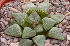 Haworthia emelyae var. emelyae BH0660 GM259 South Oudtshoorn (2)