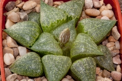 Haworthia emelyae var. emelyae BH0660 GM259 South Oudtshoorn