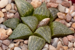 Haworthia emelyae var. emelyae BH0664 GM257 Rooibergpass