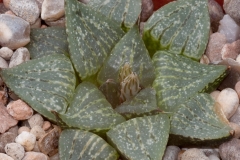 Haworthia emelyae var. emelyae BH0666 Witkliprug