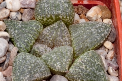 Haworthia emelyae var. emelyae BH0668 Black Picta