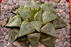 Haworthia emelyae var. emelyae BH0751 GM267 Kamanassie Dam