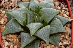 Haworthia emelyae var.comptoniana BH0122