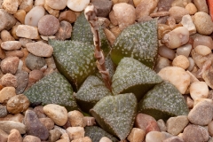 Haworthia emelyae