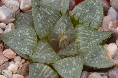 Haworthia emelyae var emelyae Witkliprug