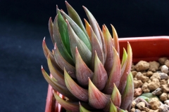 Haworthia glauca Ham2450