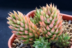 Haworthia glauca var. herrei Ham1236