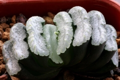 Haworthia truncata Ham828 Selected form from seedlings (acquired in UK)