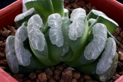 Haworthia truncata Ham835 Selected form from seedlings (acquired in UK)