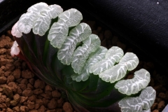 Haworthia truncata (Large window with markings) Ham1040 ex Japan