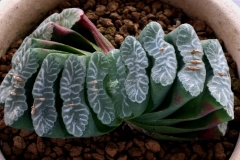 Haworthia truncata (M16) Ham3335 ex Japan