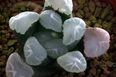 Haworthia truncata v.maughanii (Large window form) Ham1260 ex Japan