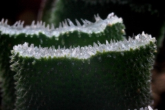 Haworthia truncata v.minor The small hairy truncata. Very slow-growing.