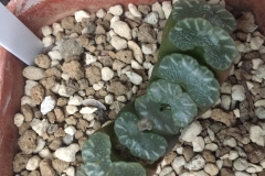 Haworthia truncata