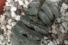 Haworthia truncata